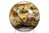 Polished Petrified Wood (Bald Cypress?) Sphere - Washington #311637-1